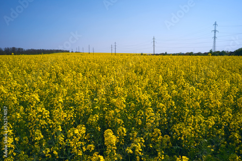  Flowering, bright yellow oilseed rape (Brassica napus) field. 