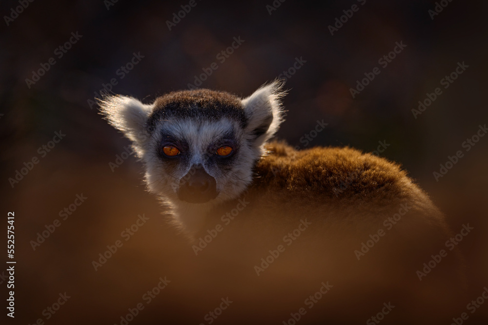 Madagascar wildlife, monkey. Ring-tailed Lemur, Lemur catta, with green clear background. Animal from Madagascar, Africa, orange eyes. Mammale evening light in nature, suset. Madagascar wildlife, monkey. Ring-tailed Lemur, Lemur catta, with green clear background. Animal from Madagascar, Africa, orange eyes. Mammale evening light in nature, suset.