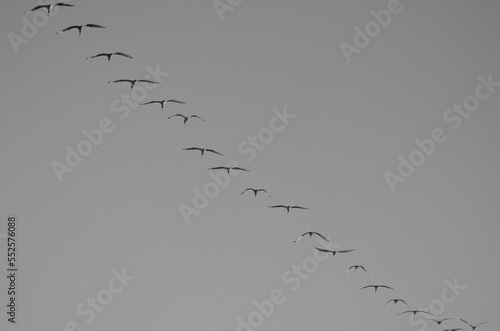 A Flock of Herons