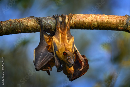 Bat from Uganda. Straw-coloured fruit bat, Eidolon helvum, on the the tree during the evening, Kisoro, Uganda in Africa. Bat colony in the nature, wildlife. Travelling in Uganda. photo