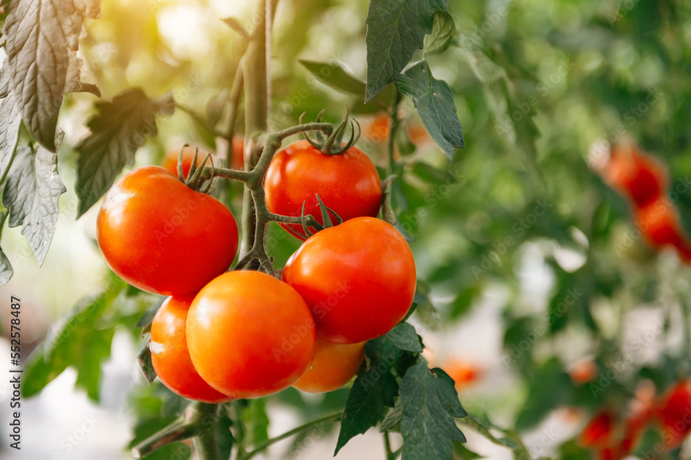 Ripe tomato plant growing in greenhouse, bunch of bright red natural tomatoes on tree branch in organic vegetable Ripe tomato plant growing in greenhouse, bunch of bright red natural tomatoes on tree branch in organic vegetable