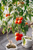 Red organic tomatoes ripen in a beautiful heirloom tomato greenhouse. in organic vegetable garden.