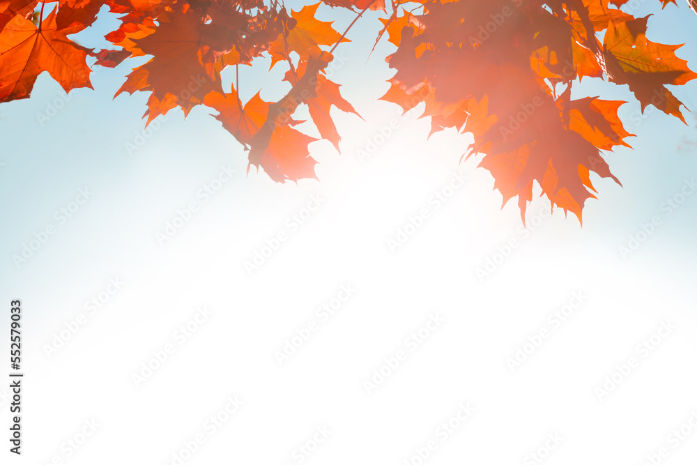Autumn leaves fall texture isolated on white background, red and yellow autumn leaves Autumn leaves fall texture isolated on white background, red and yellow autumn leaves