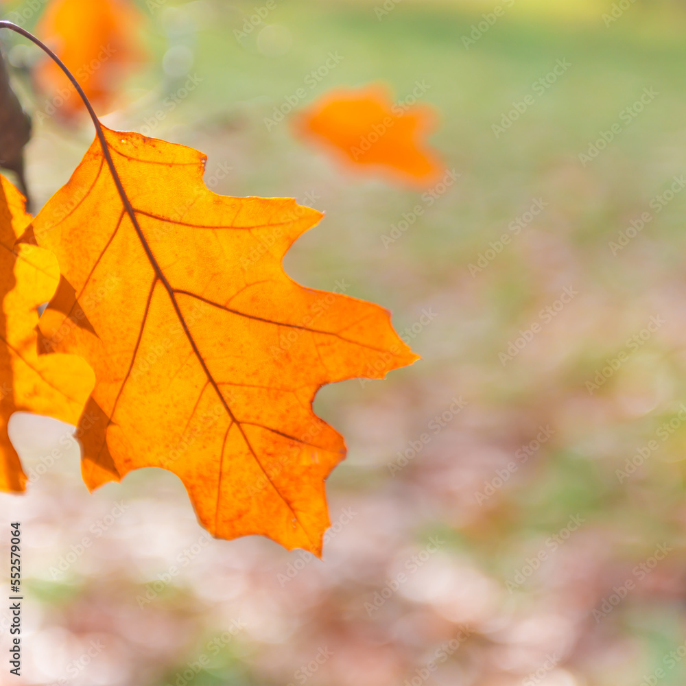Fototapeta premium Autumn leaf, oak dry leaves for autumn background