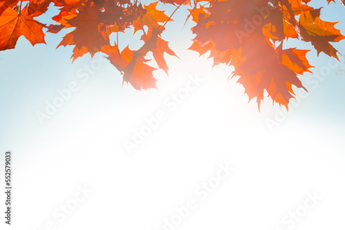 Autumn leaves fall texture isolated on white background  red and yellow autumn leaves
