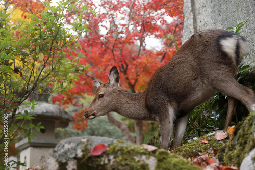 宮島の紅葉と野生の鹿
