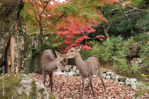 Wallpaper Mural 寄り添う二頭の鹿と宮島の紅葉 Torontodigital.ca