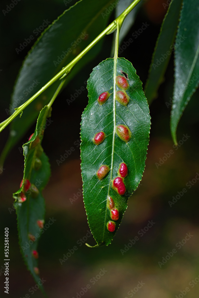Red galls of Pontania proxima on green leaf, sick tree. Pontania
