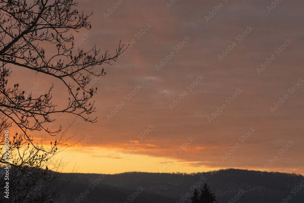 Tree branches in silhouette on rising sunlight sky background during winter weather season Tree branches in silhouette on rising sunlight sky background during winter weather season