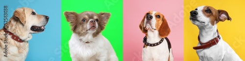Photography Collage with photos of cute dogs in collars on different color backgrounds
