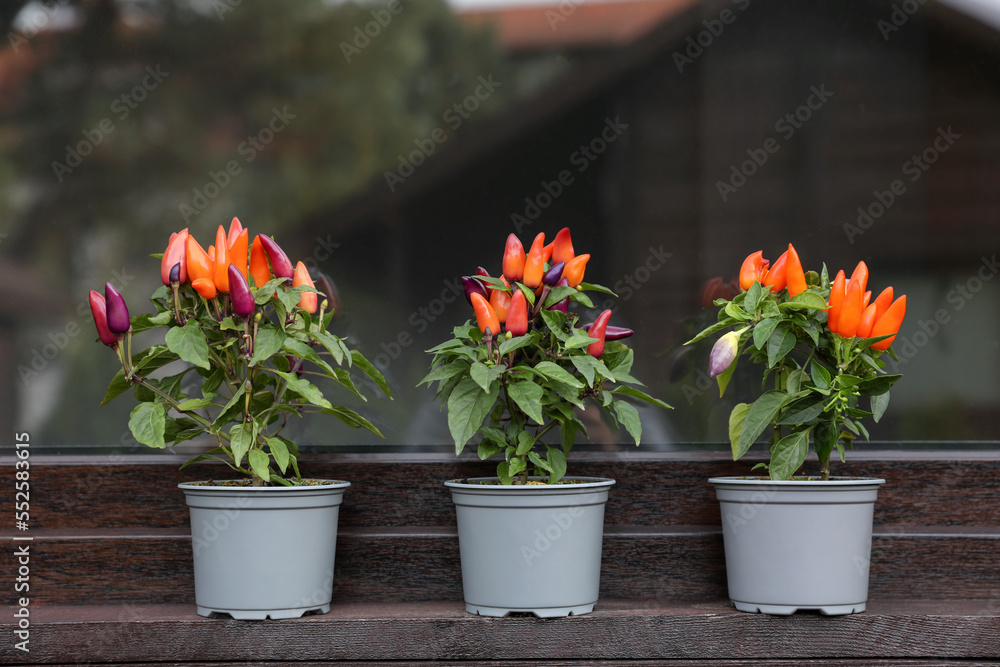 Capsicum Annuum plants. Many potted rainbow multicolor chili peppers near window outdoors