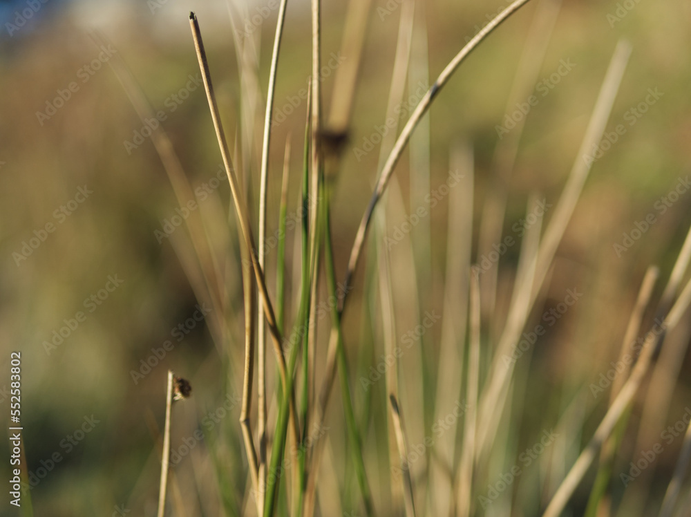 Grass in the morning. Bodmin Moor Cornwall, UK. Grass in the morning. Bodmin Moor Cornwall, UK.