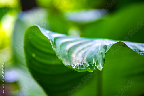 Close-up of a large water-covered green leaf in the golfito wildlife reserve in Costa Rica; a dense tropical rainforest full of unique plants photo