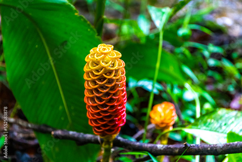 Close-up of beehive ginger plant and its beautiful flower growing in a rainforest in Costa Rica; lush vegetation of golfito reserve; water retaining flower photo