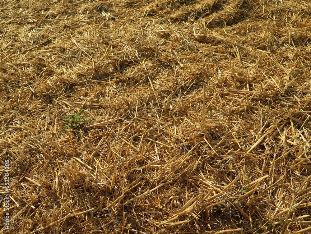 Mowed agriculture field outdoors on sunny day. Agricultural industry Mowed agriculture field outdoors on sunny day. Agricultural industry