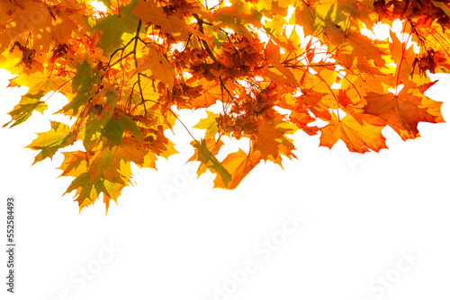 Autumn leaves fall texture isolated in PNG transparent background, red and yellow autumn leaves