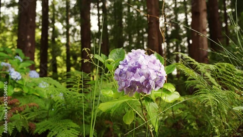 Large purplish blue hydrangea flower moved by the wind along with the leaves. Azores typical flower. Azores Islands photo
