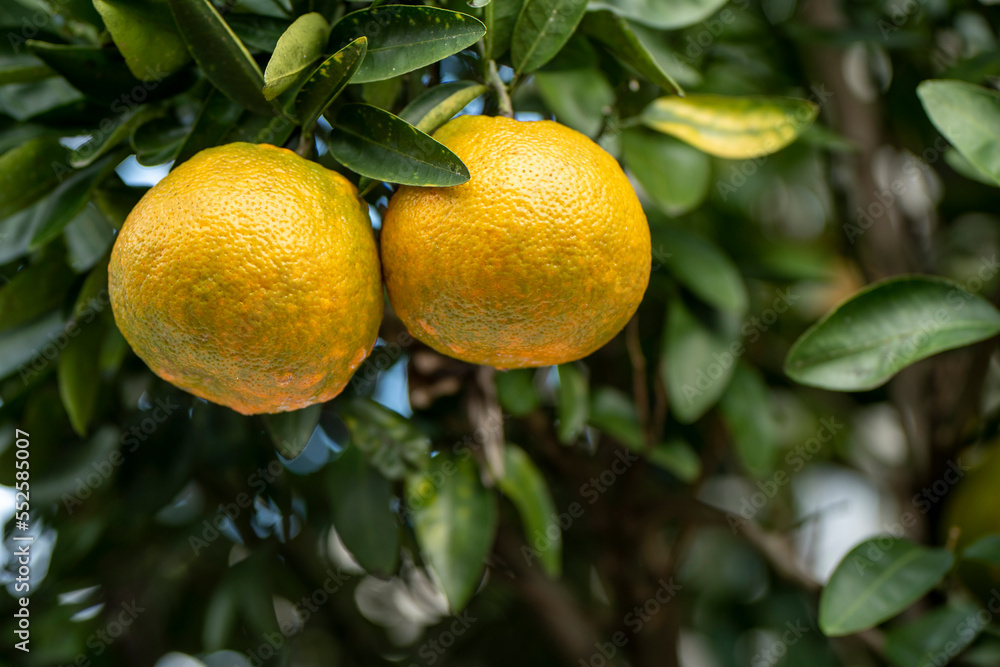 柑橘果物