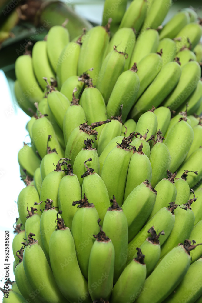 Unripe bananas growing on tree outdoors, low angle view