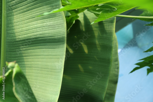 Banana tree with green leaves growing outdoors  closeup
