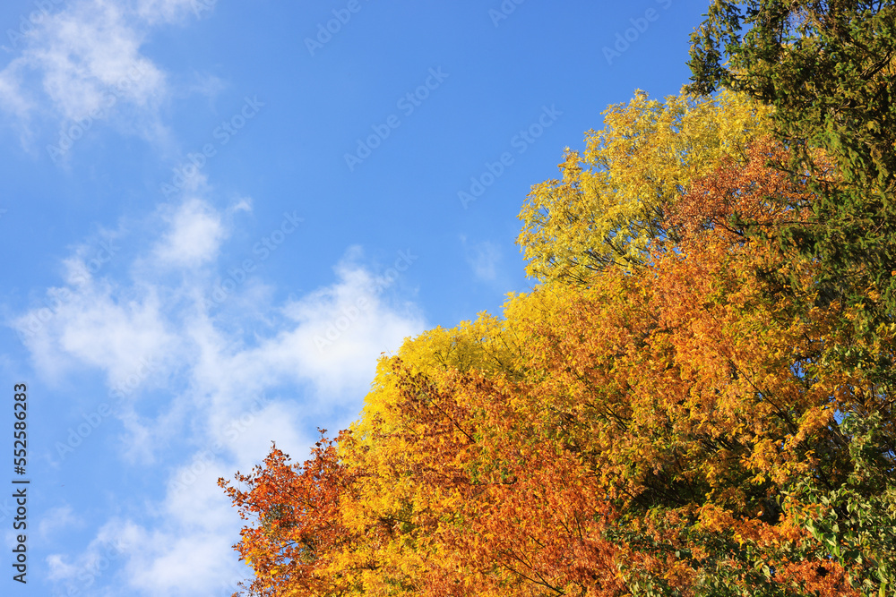 Fototapeta premium Beautiful trees with bright autumn leaves under blue sky outdoors