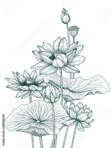 Vector illustration of lotus flowers, buds and leaves