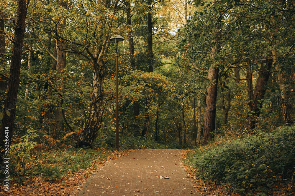 Fototapeta premium Many beautiful trees and pathway in park