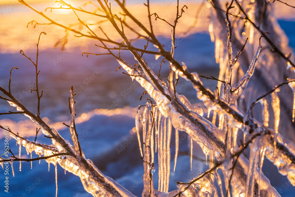 Icicles on branches by the sea, Finland. Icicles on branches by the sea, Finland.