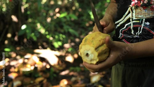 A yellow cacao fruit is being opened with a machete to harvest the seeds