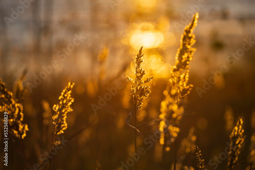 Reed grass in the golden evening light. Fäboda, Finland