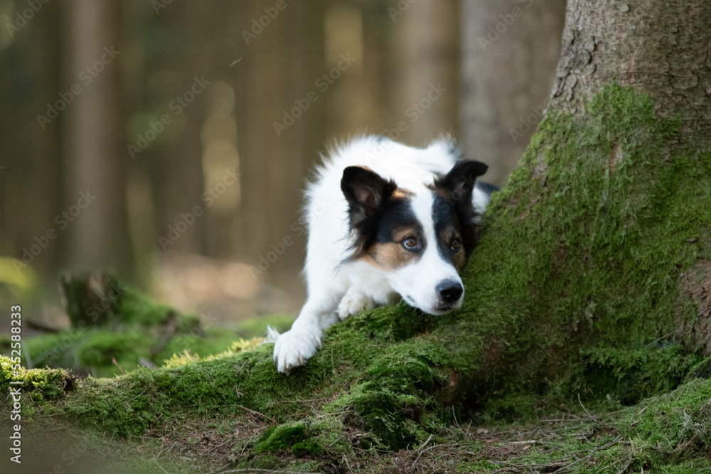 shooting photo d'un chien dans les bois