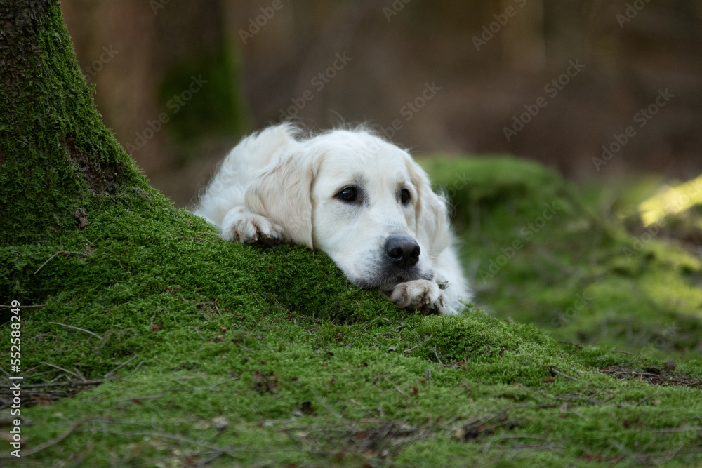 Chien de race golden retriever dans la forêt Chien de race golden retriever dans la forêt