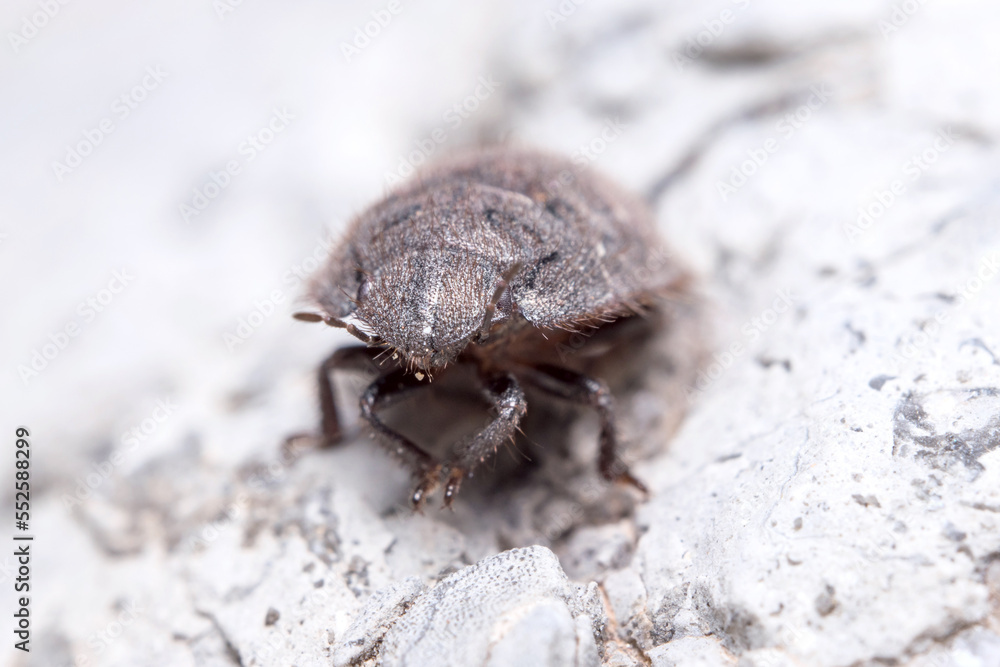 Greater streaked shield bug, Odontoscelis sp posed on a rock under the sun Greater streaked shield bug, Odontoscelis sp posed on a rock under the sun