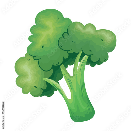 fresh broccoli vegetable