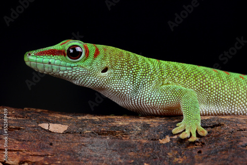 Portrait of a Madagascar Giant Day Gecko on a branch 