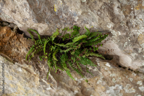a small green fern grows in a crevice