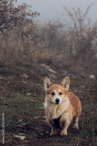 A cute Pembroke Welsh Corgi sits on a background of mountains and fog. Traveling with a dog.