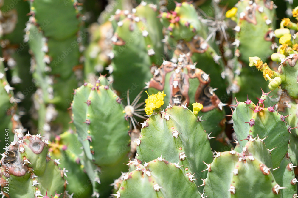 Close up of Euphorbia resinifera in bloom Close up of Euphorbia resinifera in bloom
