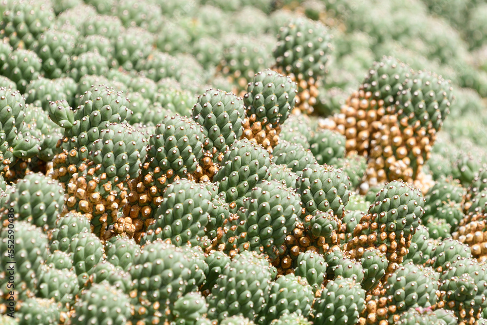 closeup of a set of small green cacti closeup of a set of small green cacti
