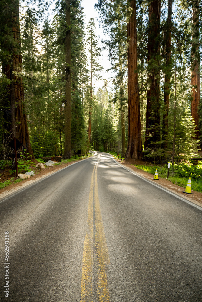 Middle of Road Cutting Through Sequoia Grove