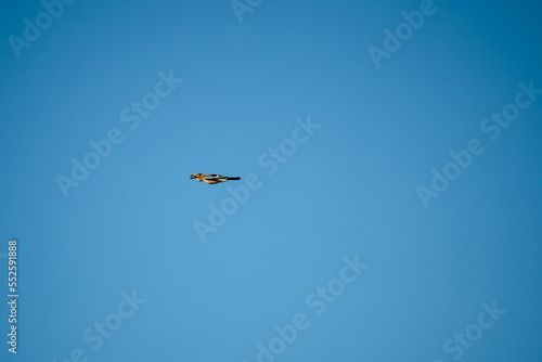 a jay (Garrulus glandarius) in flight, autumn blue clear sky, Wiltshire UK 