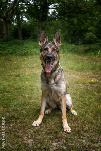 German Shepherd Dog sitting down looking at the camera