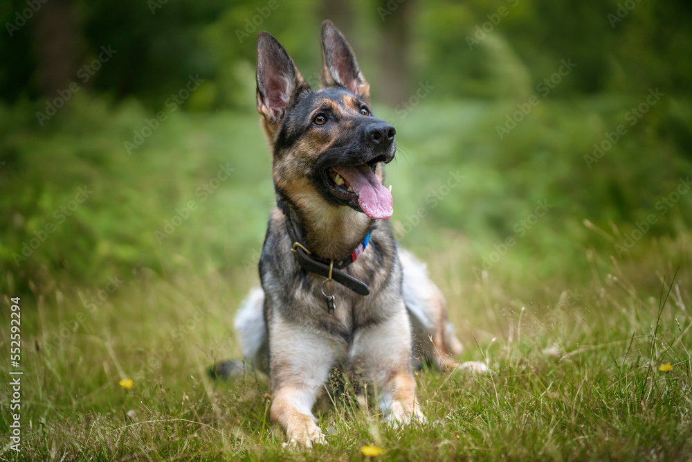 German Shepherd Dog laying down in the long grass looking up to the right