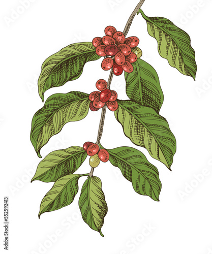 Hand drawn colorful coffee tree branch