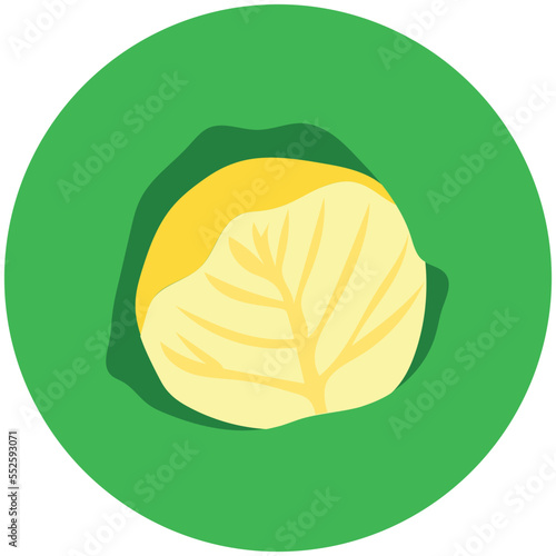Cabbage 
