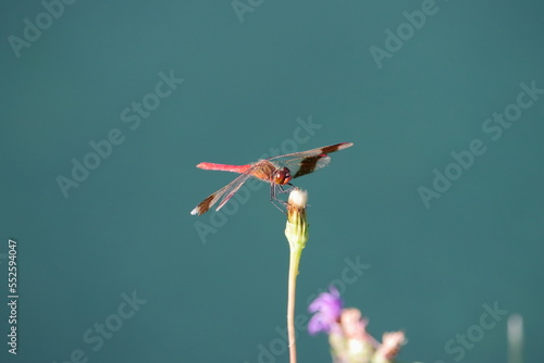 libellula photo