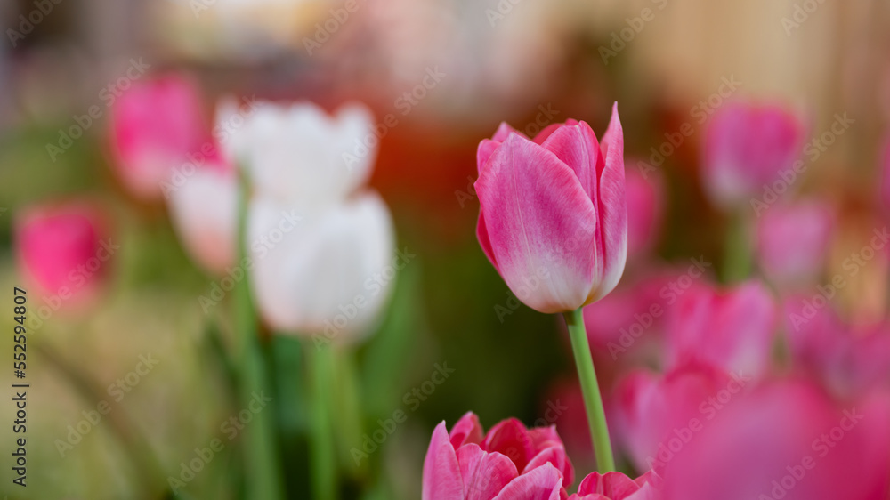 Beautiful of tulip flowers in the nature