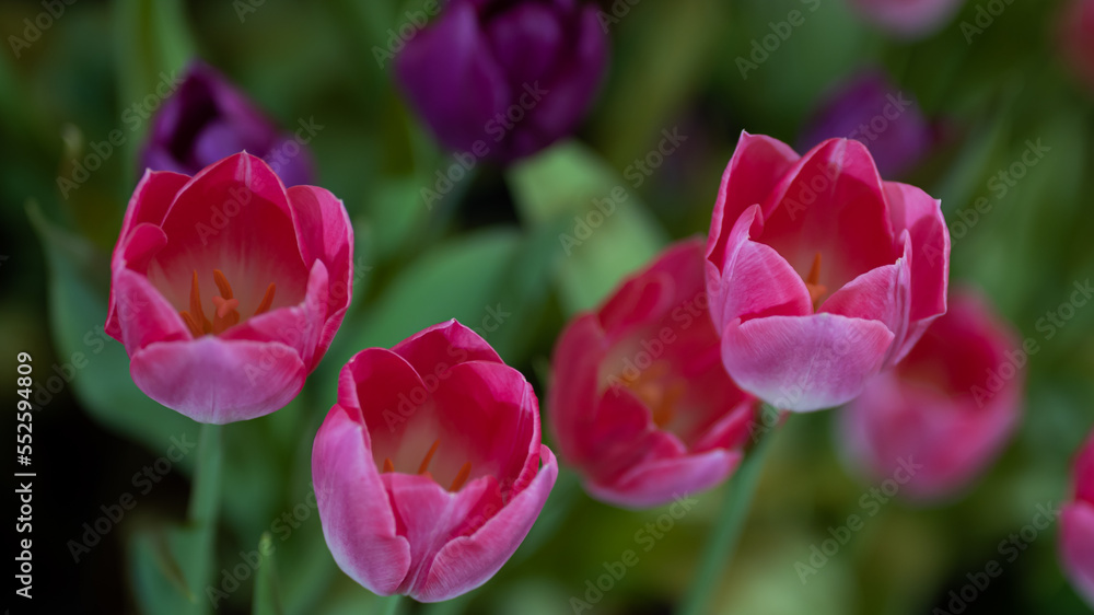 Beautiful of tulip flowers in the nature Beautiful of tulip flowers in the nature