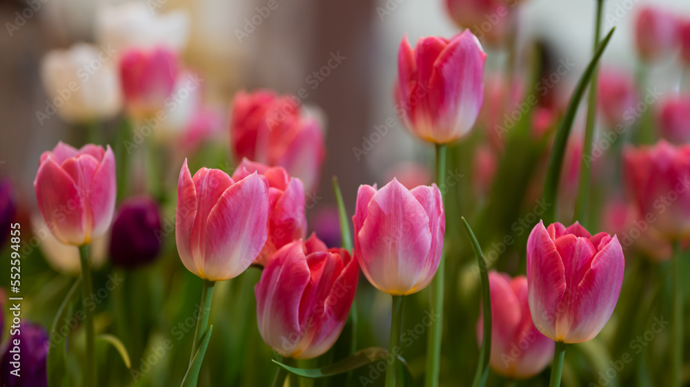 Fototapeta premium Beautiful of tulip flowers in the nature