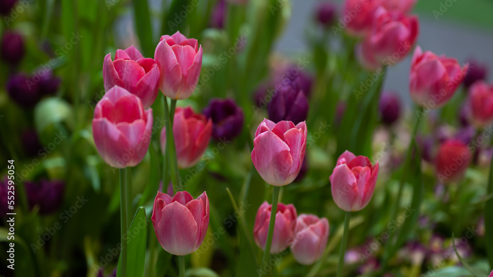 Beautiful of tulip flowers in the nature